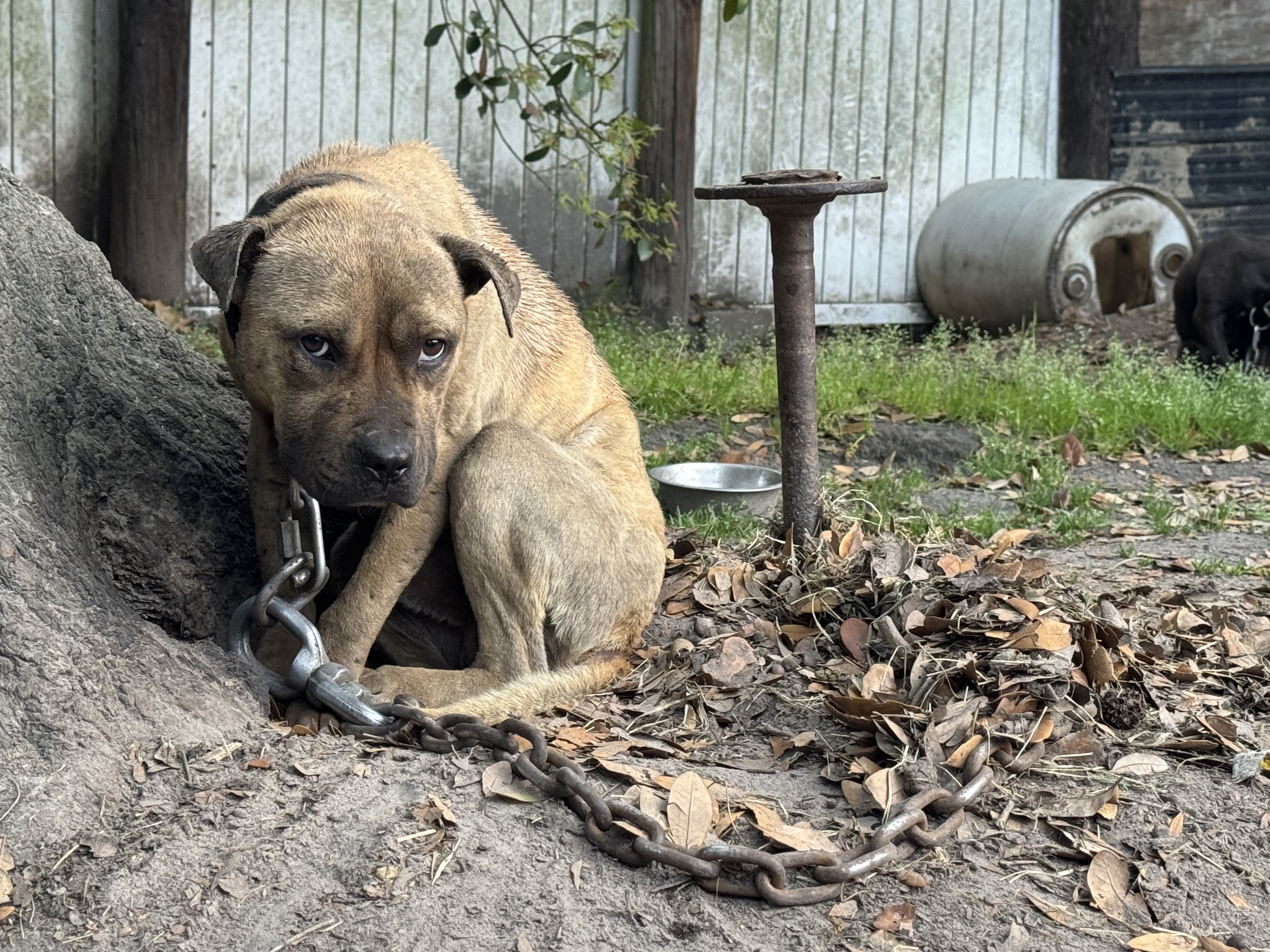 Sad dog chained to iron post. 
