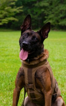 K9 Coba - End of Watch 6/11/2024