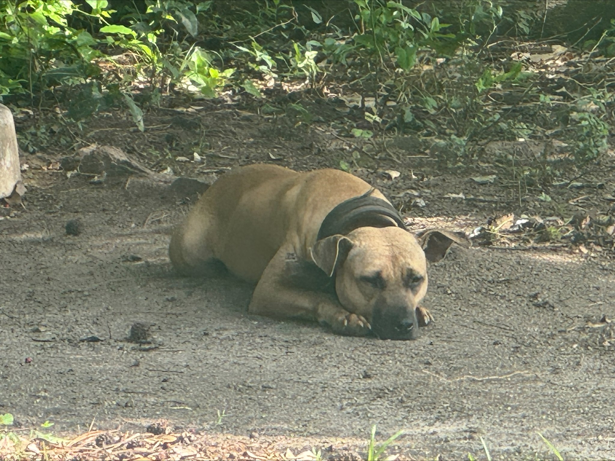 Dog badly abused with heavy collar and injuries