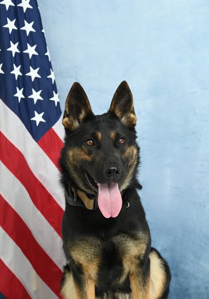 K9 Timber's Official SLED Photo