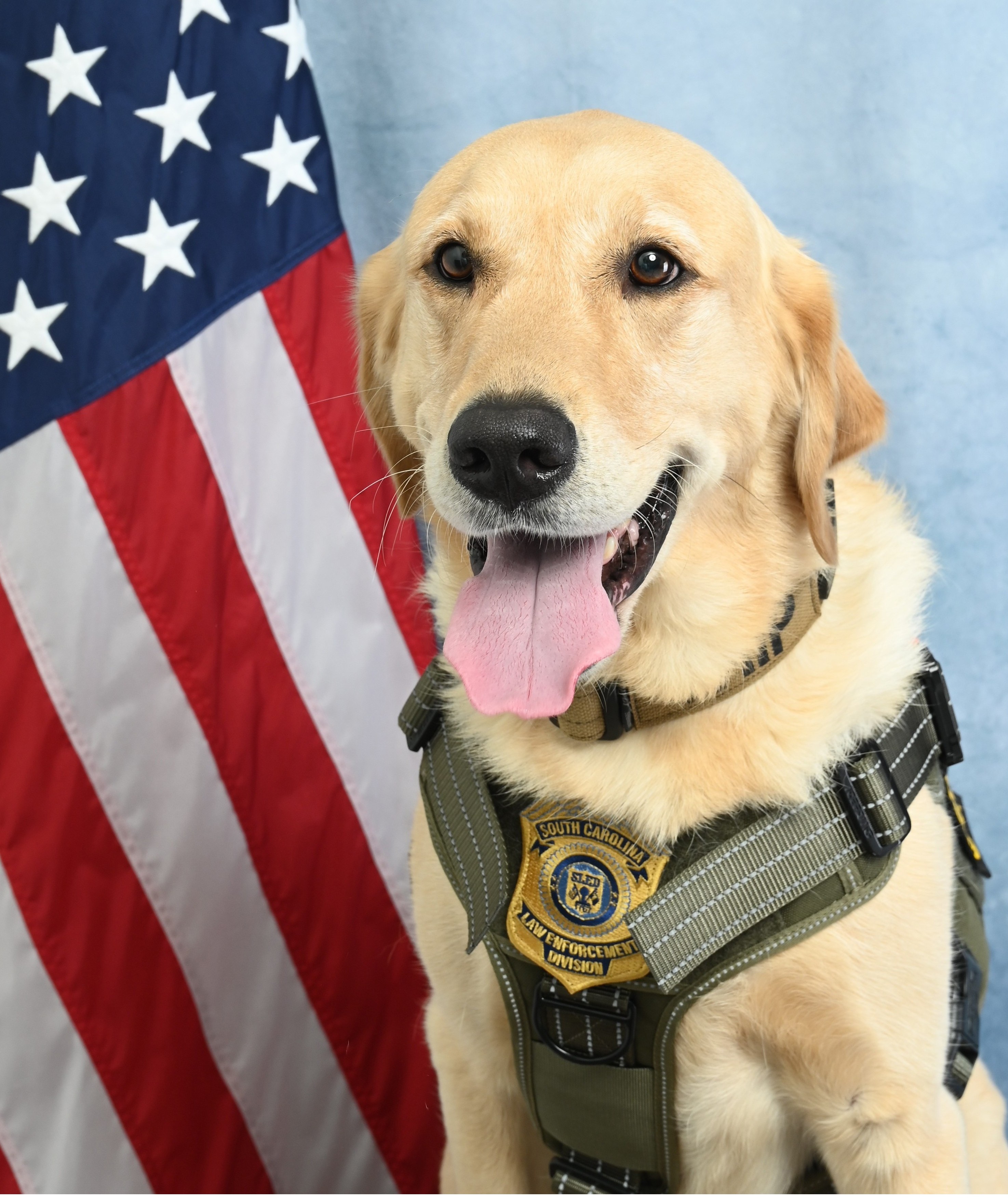 K9 Chip SLED photo