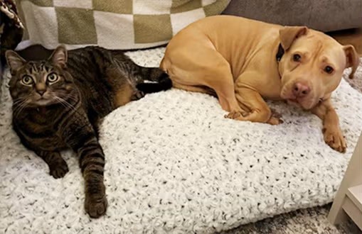Gemma with Rambo